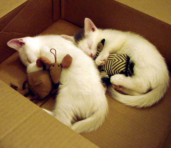 猎豹突袭圣西罗，卡拉斯科致命两击，喀麦隆稳擒AC米兰