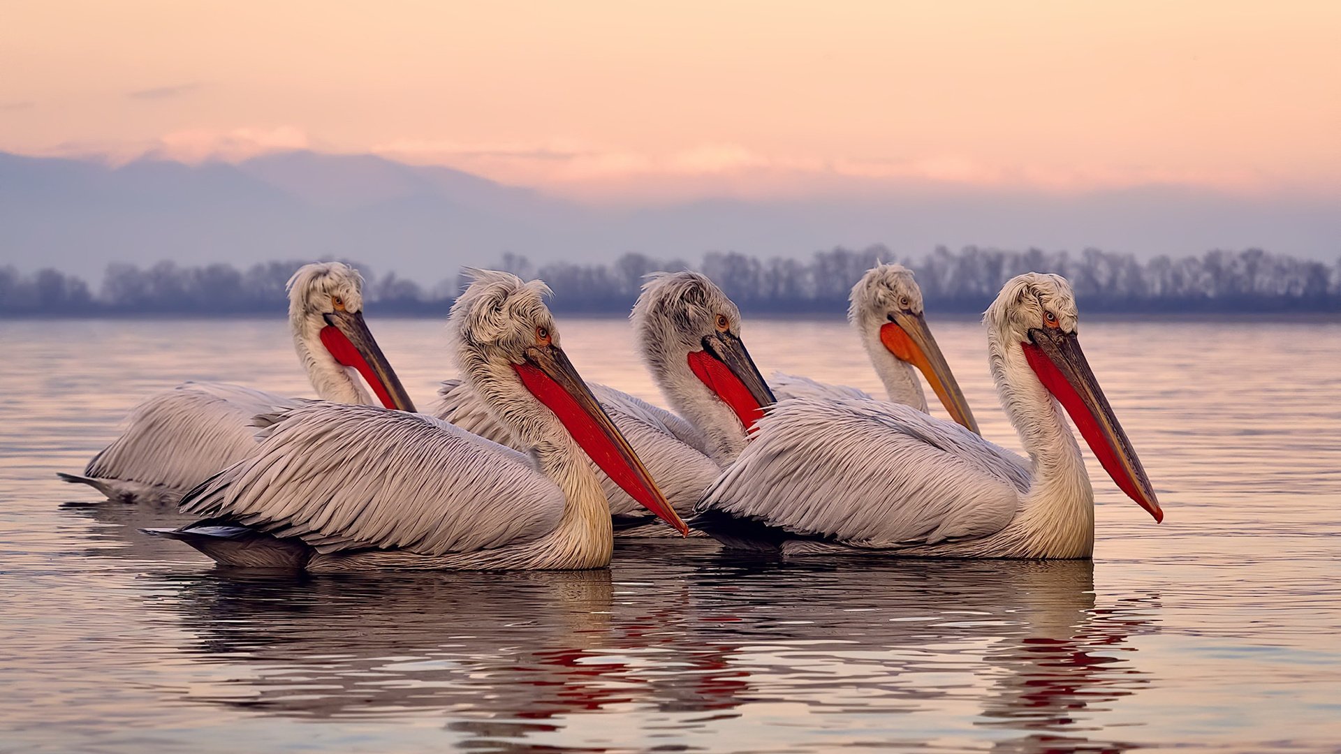 方向盘的两端,当F1悬念终结时,杰伦格林正统治另一个赛场