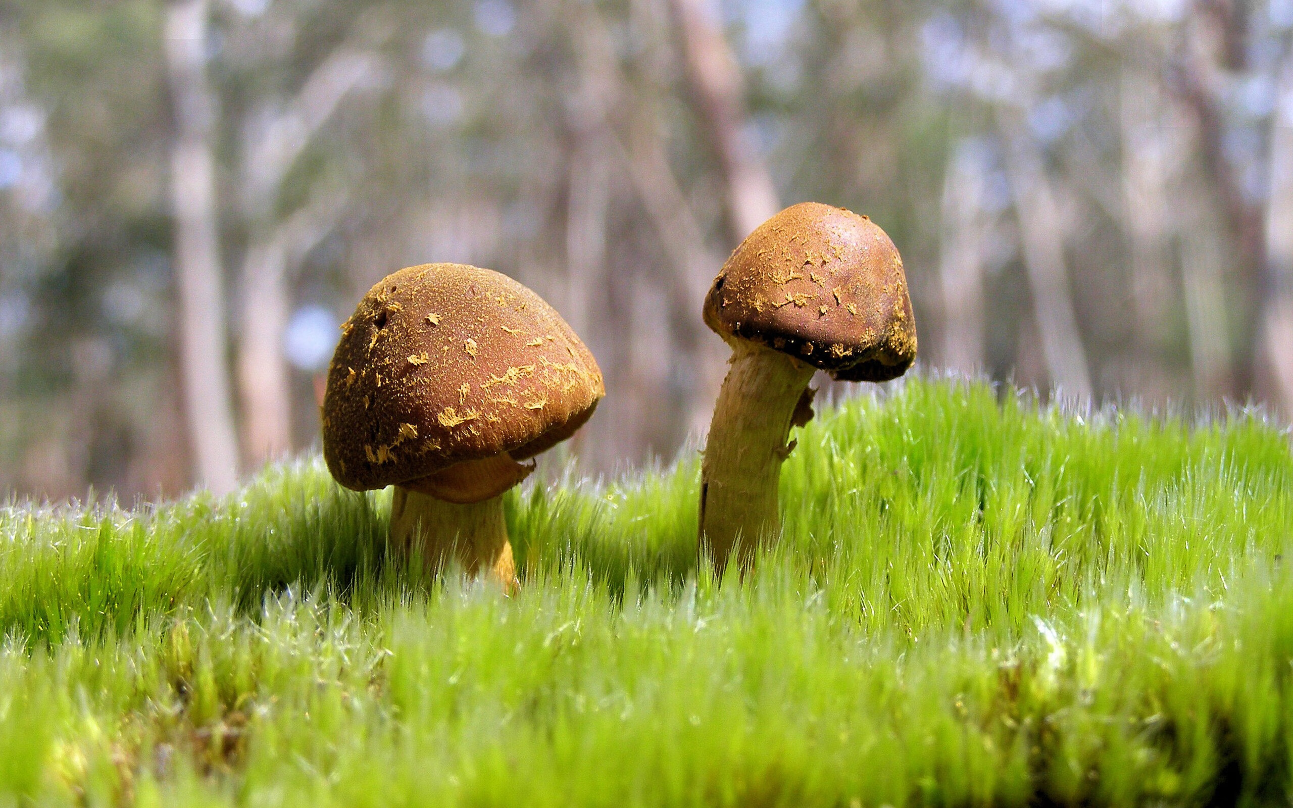 落选秀的上帝时间，迪亚斯四记冷箭射穿总冠军之夜