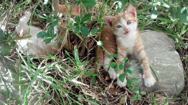 鹈鹕对阵雷霆，布伦森完成自我救赎的救赎之战
