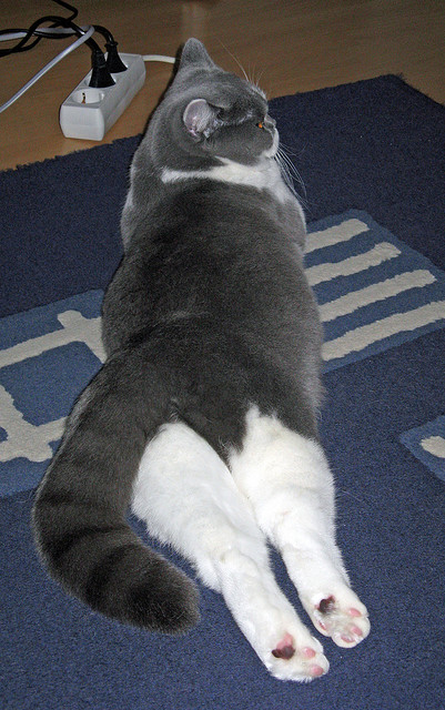 导演绝杀！哈利伯顿统治级爆发，开拓者压哨球撕裂猛龙