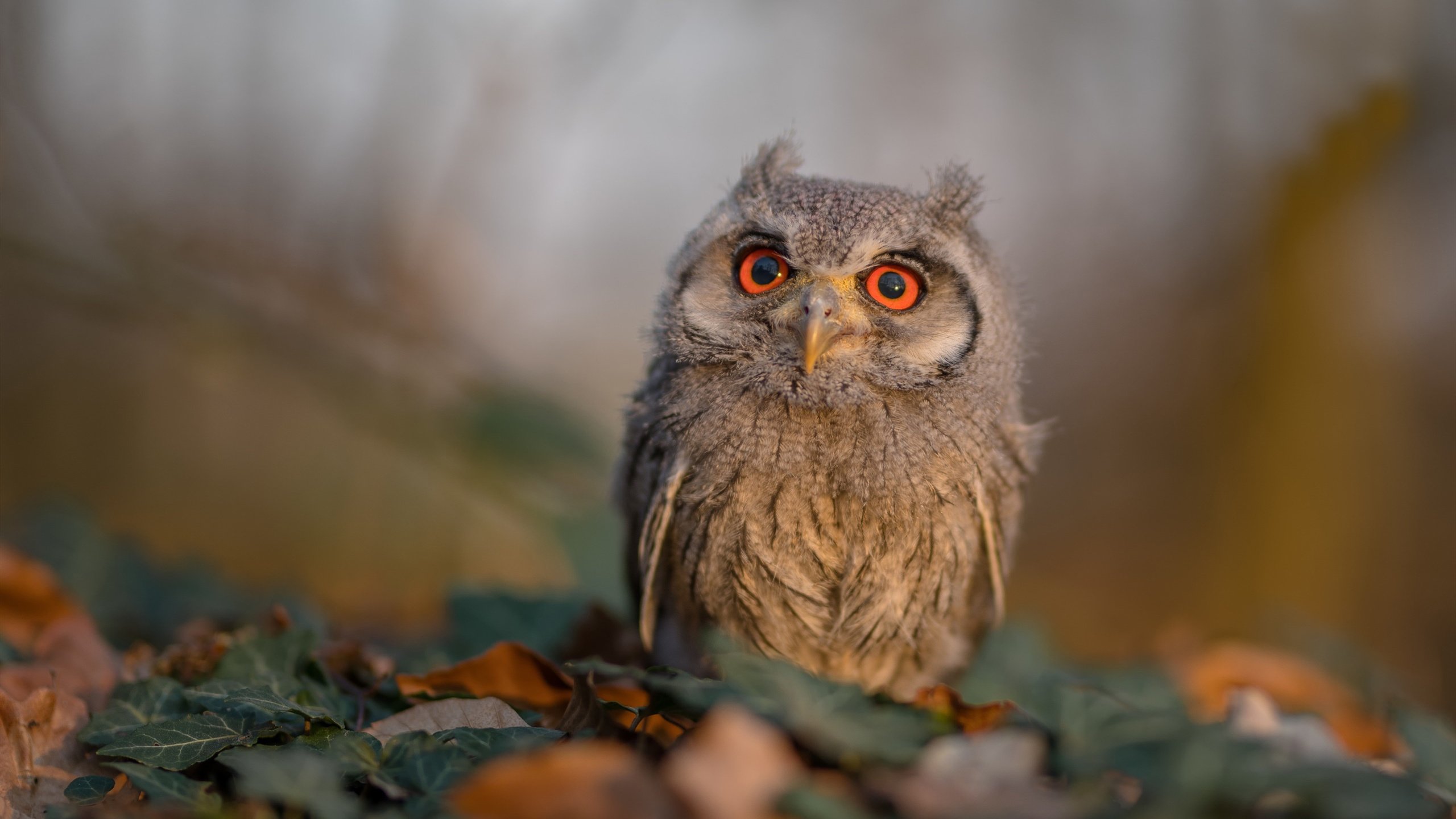 车手毕生功力，化作今夜钢铁枷锁