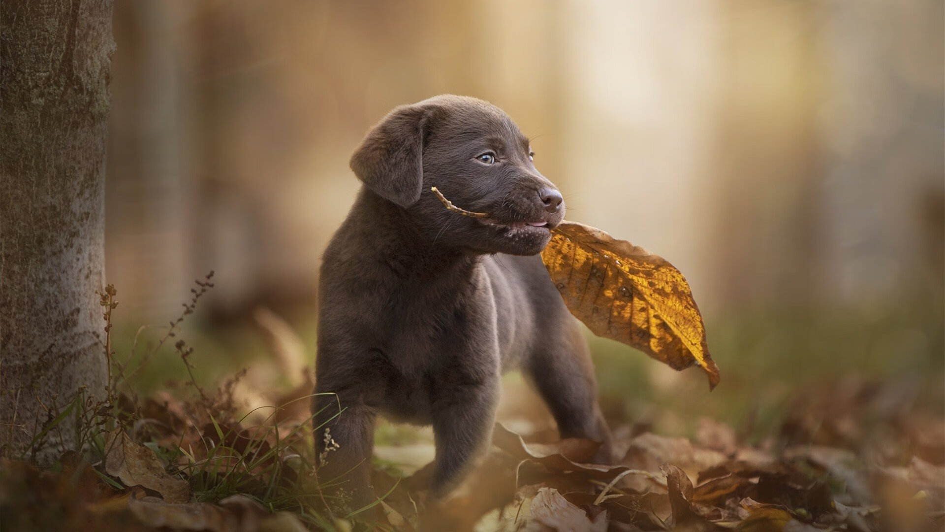神秘代码点燃虚拟球场,数据之火如何击溃山西队