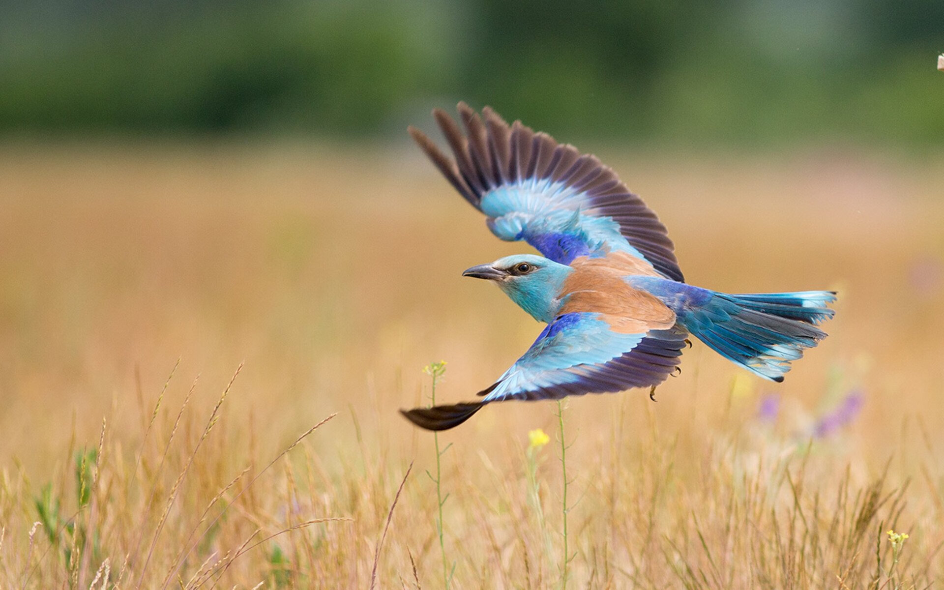 战术大脑改写宿命，孤星升起！76人完美剧本压猛龙，英格拉姆终成关键先生
