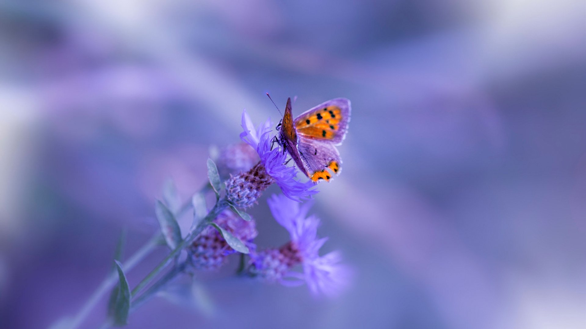 指挥家杜兰特，一曲节奏交响，骑士摧枯拉朽打穿北京队