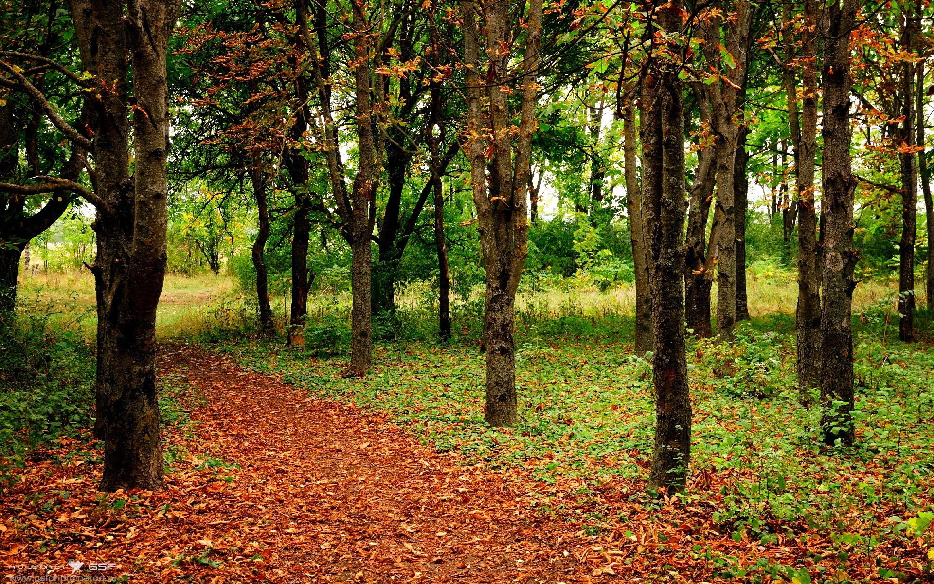 当灰熊撕裂广厦之夜，西亚卡姆在绿茵场解锁了禁区霸主模式