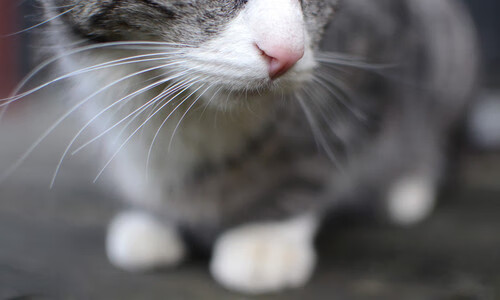 铁血苏亚雷斯诠释杀伤美学，拜仁绝境逆袭击败哥伦比亚群星