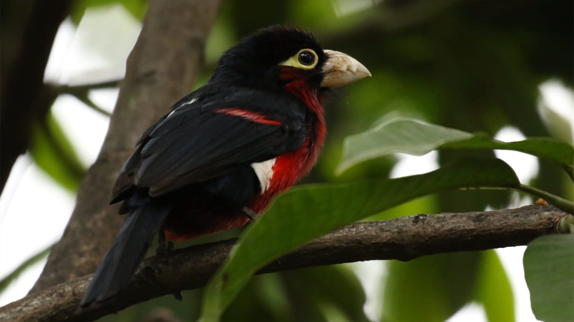 第四节最后5分57秒,密尔沃基的渡轮在西海岸靠岸