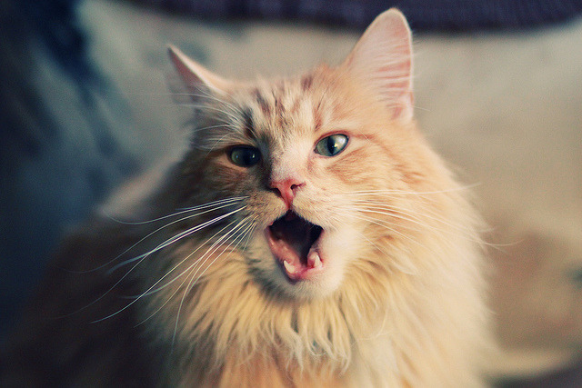 双重焦点,意甲巅峰对决与凯尔特人的防守锁链