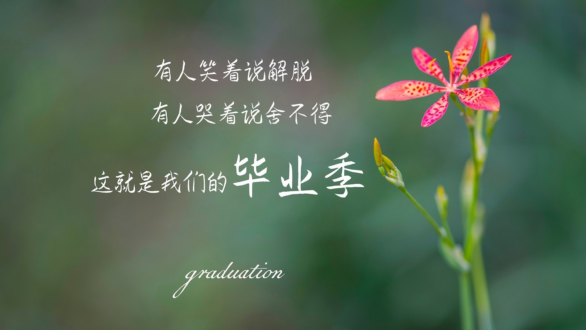 星条旗刺穿潘帕斯，唯一的贝林厄姆，导演了2026世界杯最疯狂的意外
